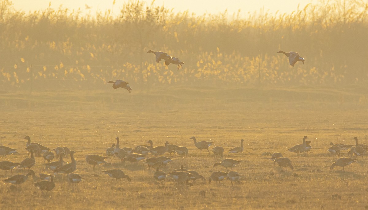 Манхин галуу - ML647189707