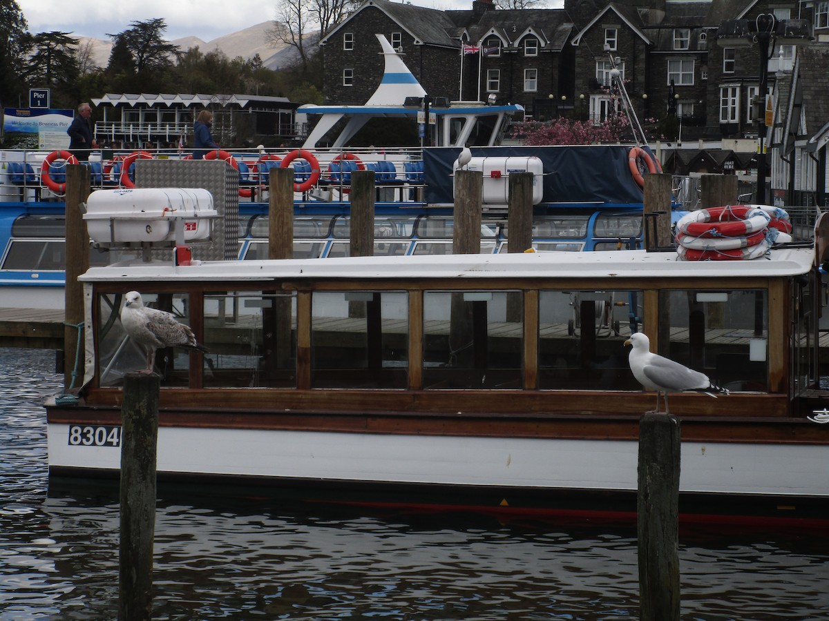 European Herring Gull - ML647189711