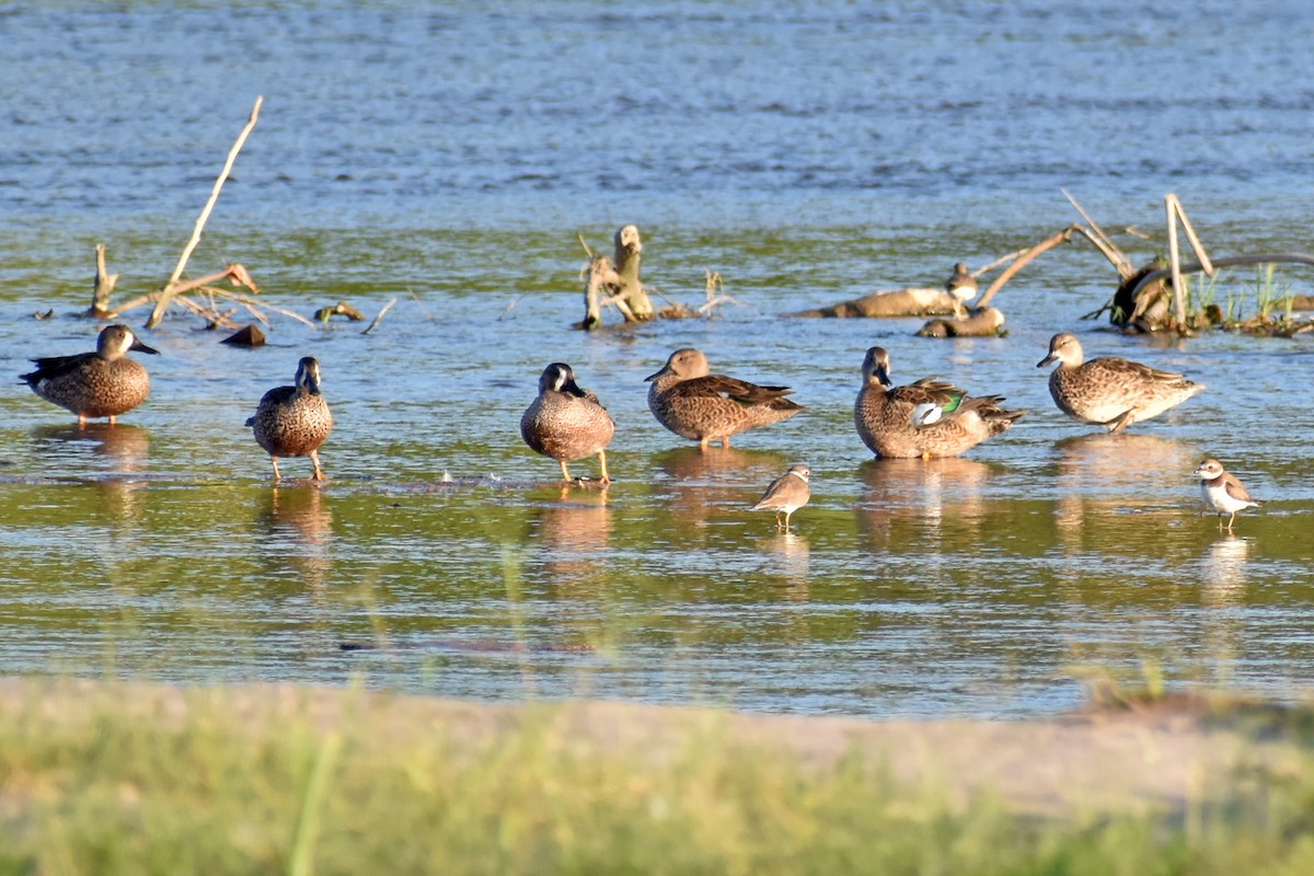 Zertzeta hegalurdina - ML647189714