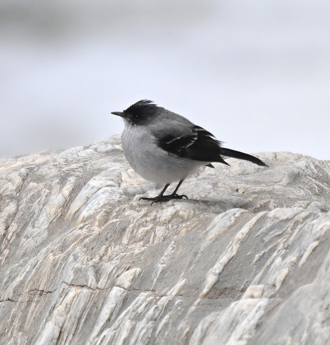 Torrent Tyrannulet - ML647189720