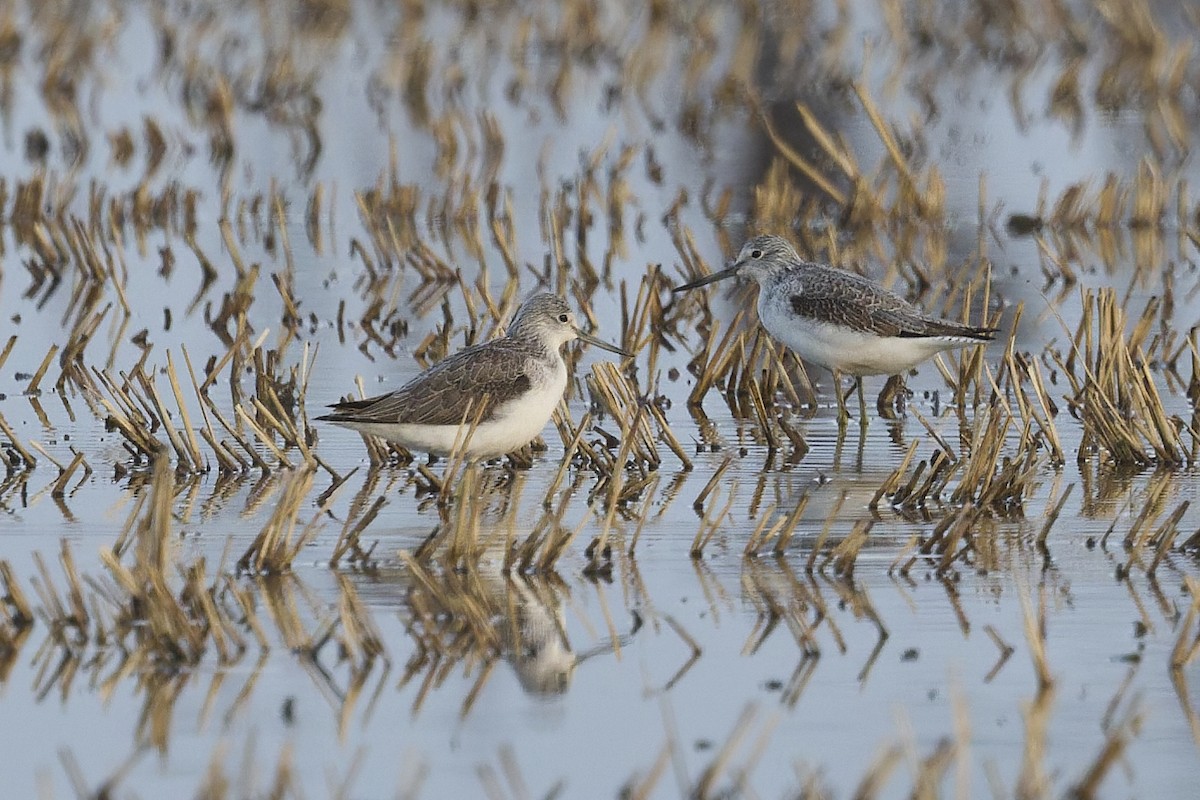 vodouš šedý - ML647189721