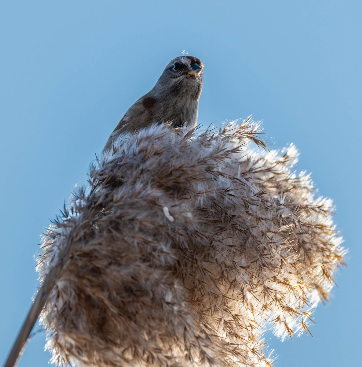 ムナフヒメドリ - ML647189722