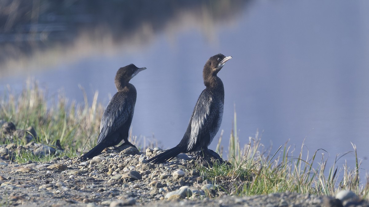 Ubarroi txikia - ML647189724