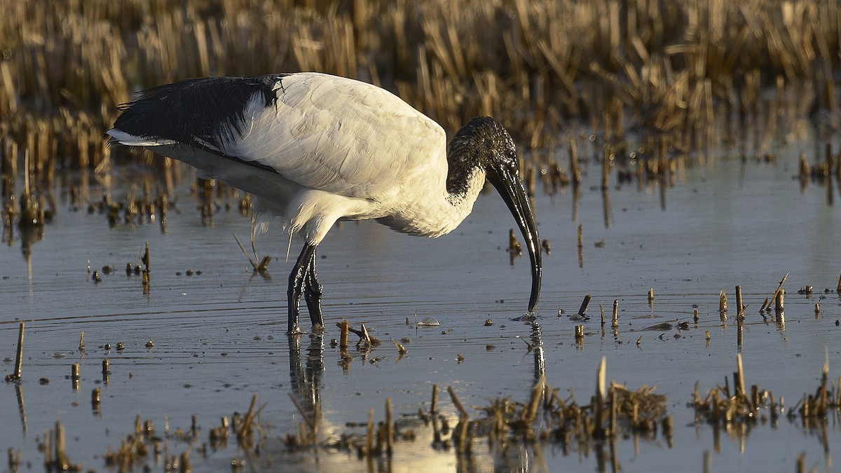 ibis posvátný - ML647189728