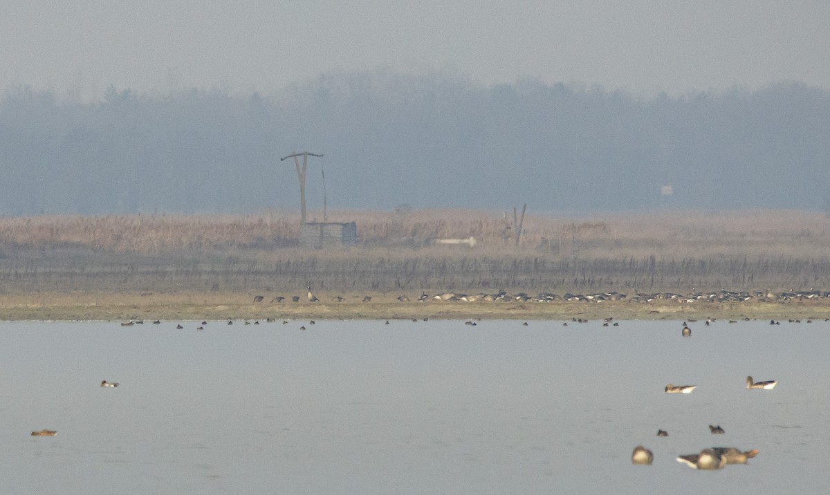 Lesser White-fronted Goose - ML647189729