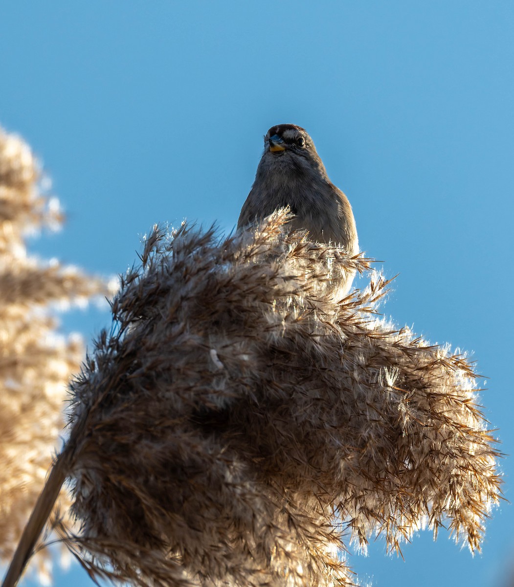 ムナフヒメドリ - ML647189733