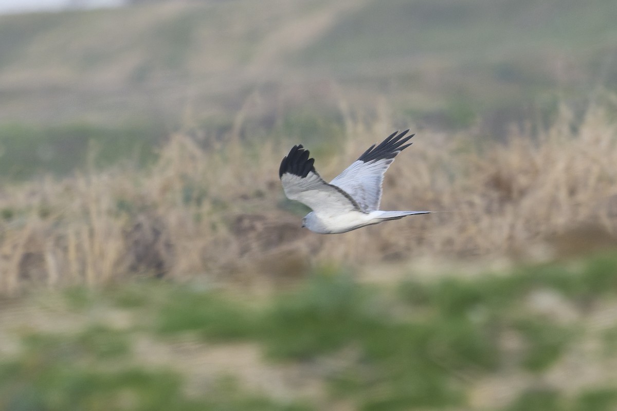 moták pilich - ML647189740