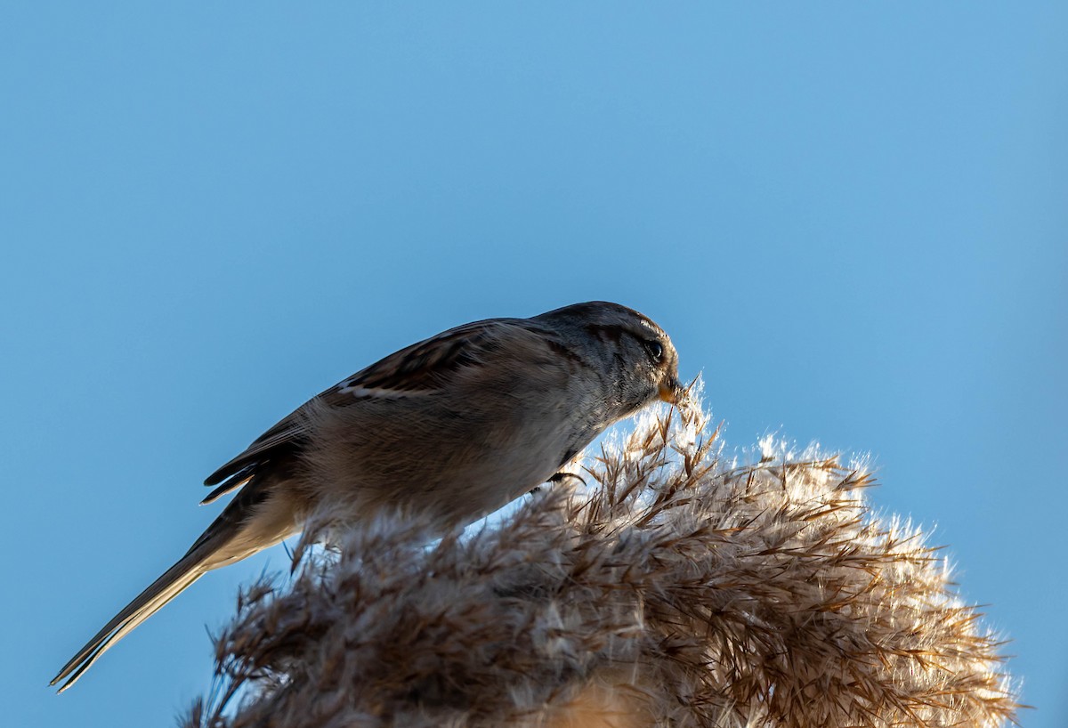 ムナフヒメドリ - ML647189745