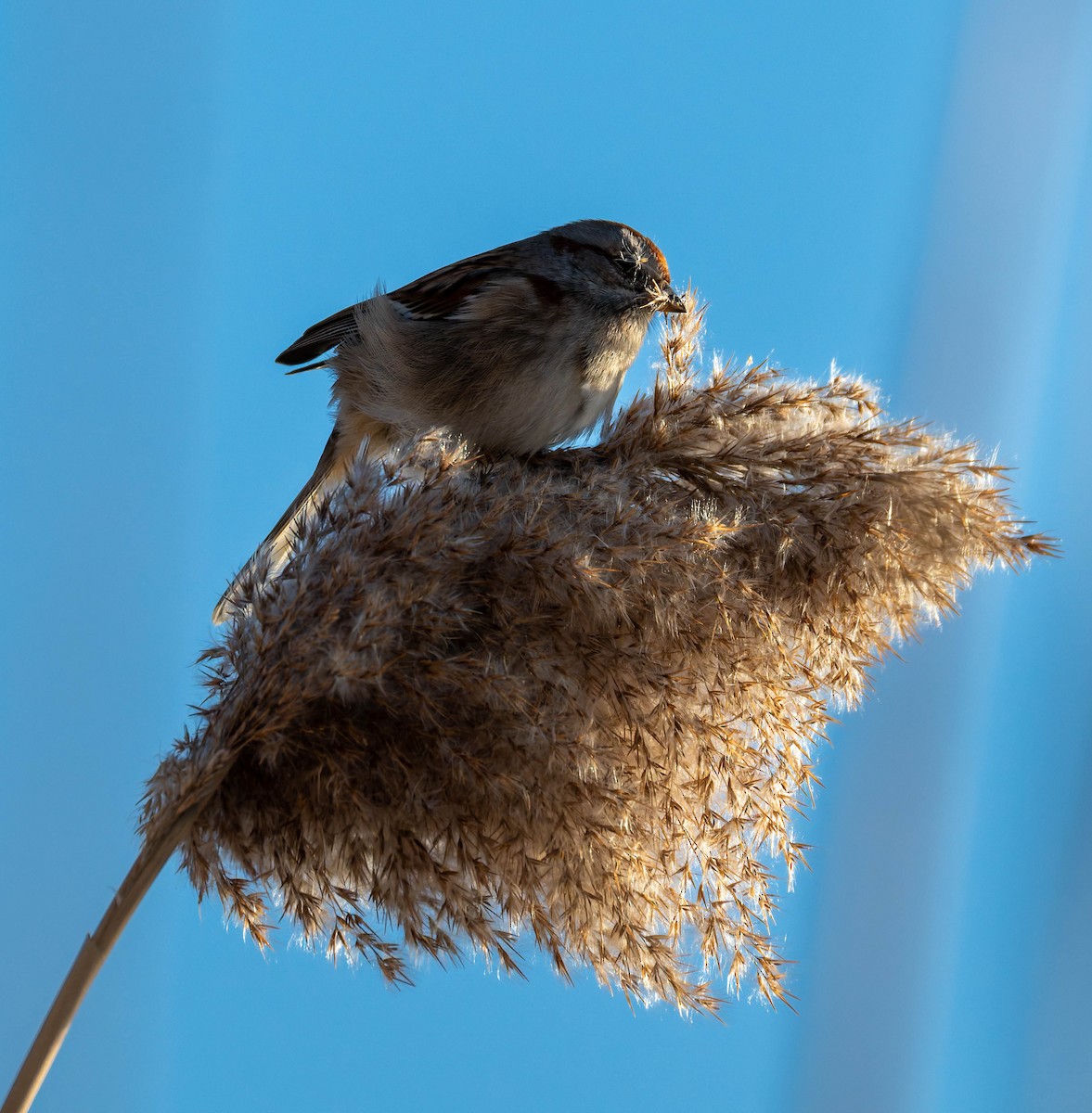 ムナフヒメドリ - ML647189748