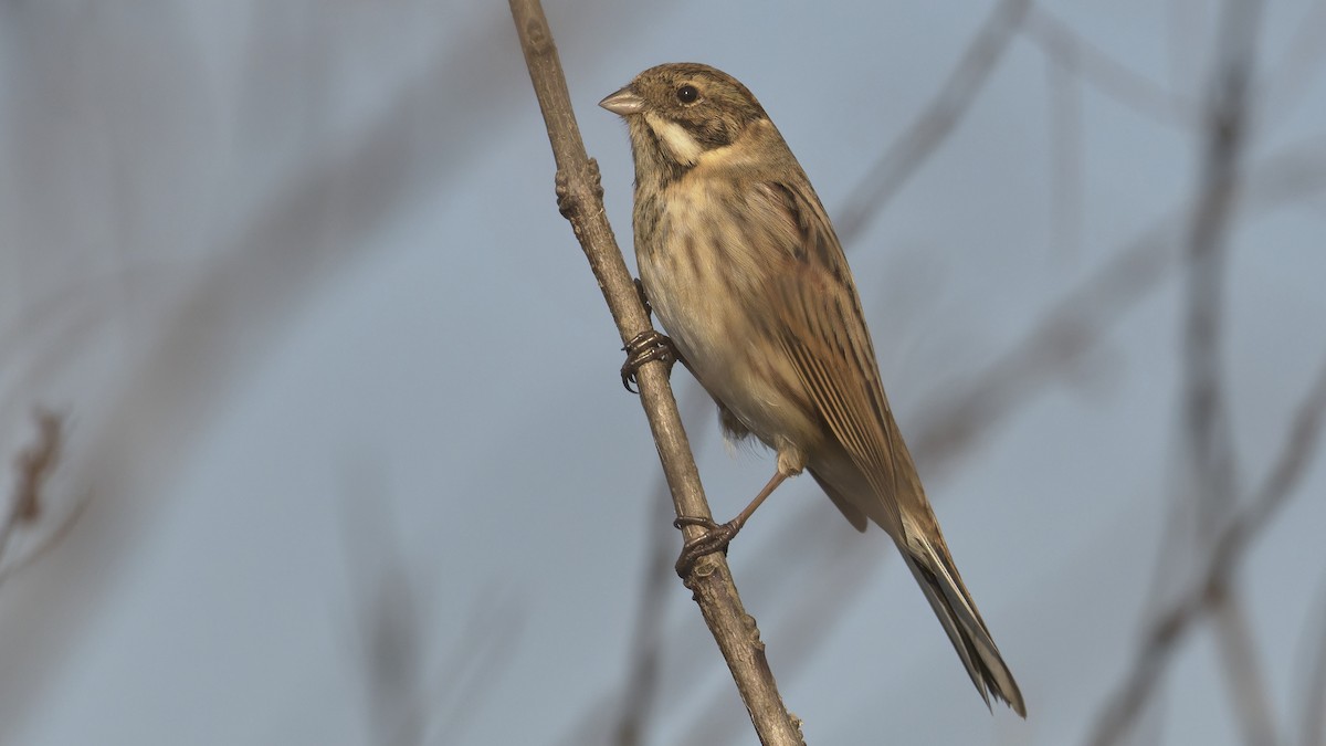 strnad rákosní - ML647189752