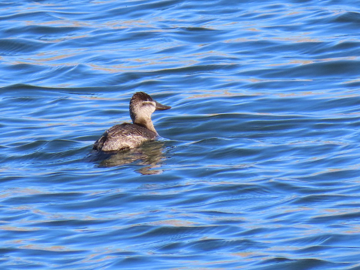 Савка американська - ML647189756