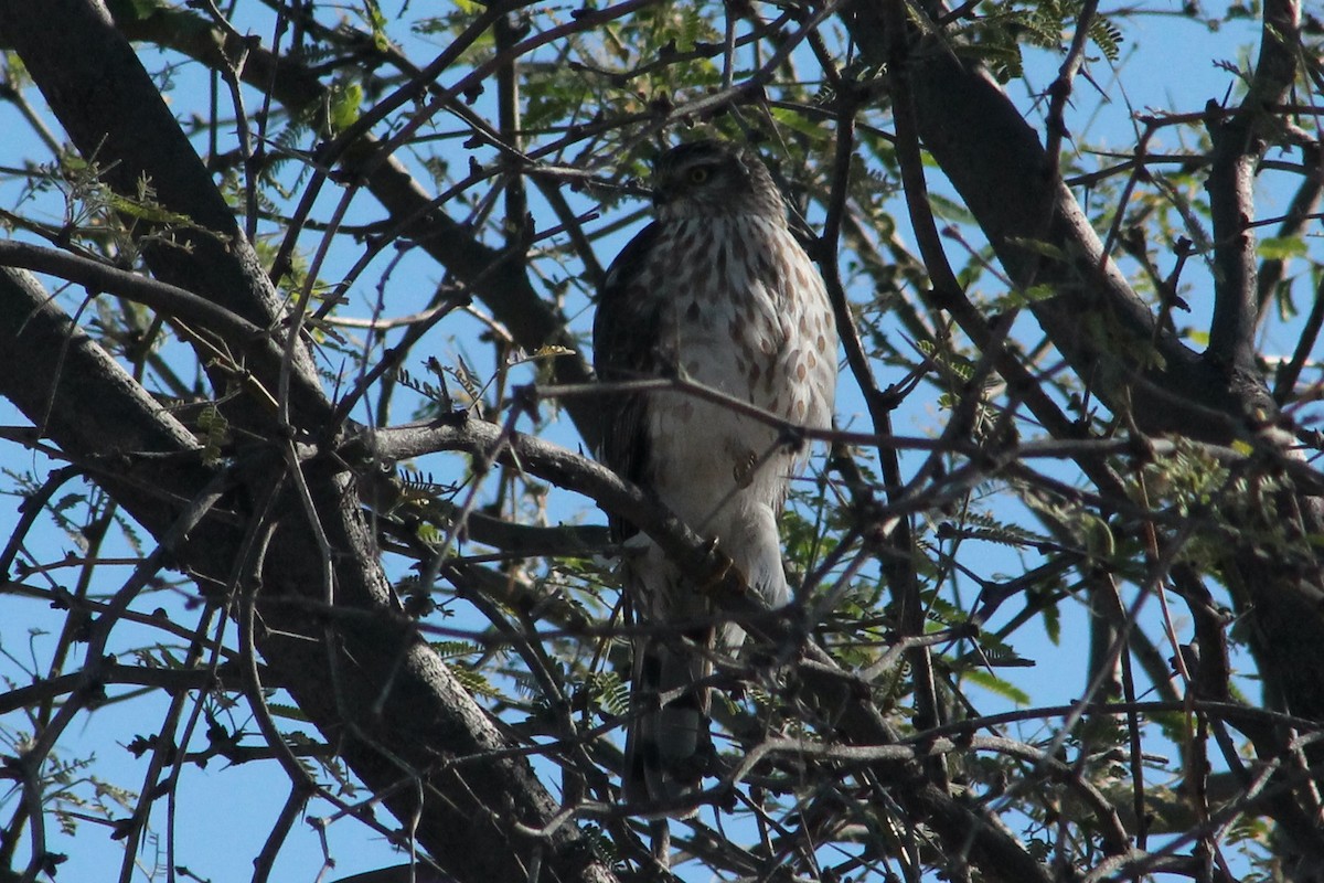 Sharp-shinned Hawk - ML647189759