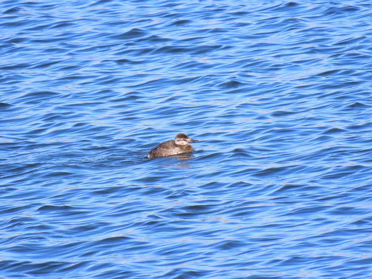 Савка американська - ML647189760