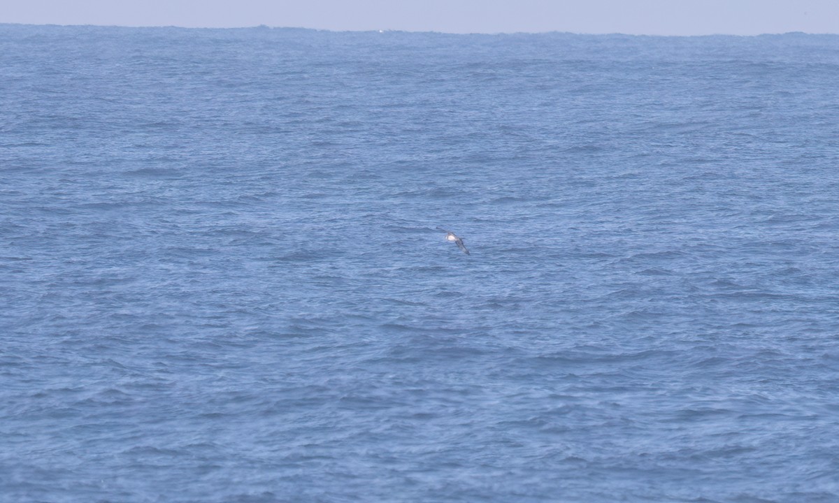 Parasitic Jaeger - ML647189768