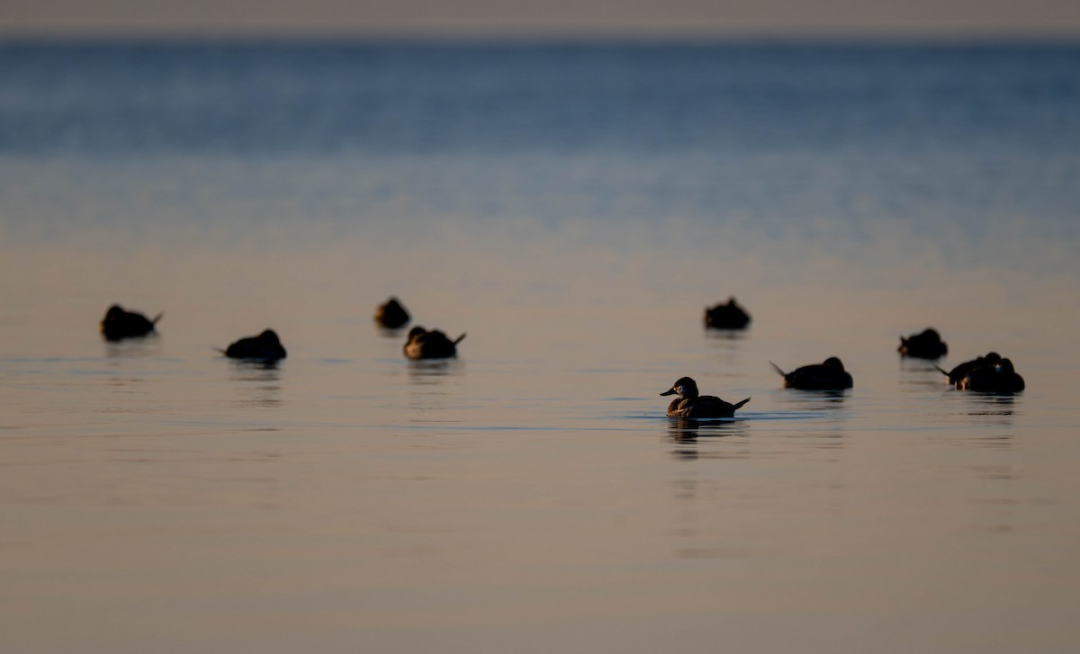 Савка американська - ML647189784