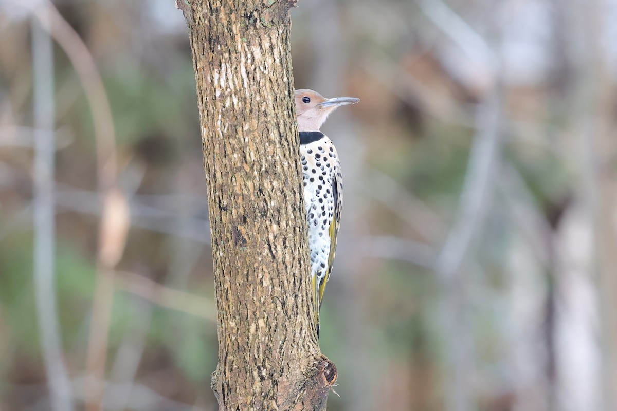 Northern Flicker - ML647189785