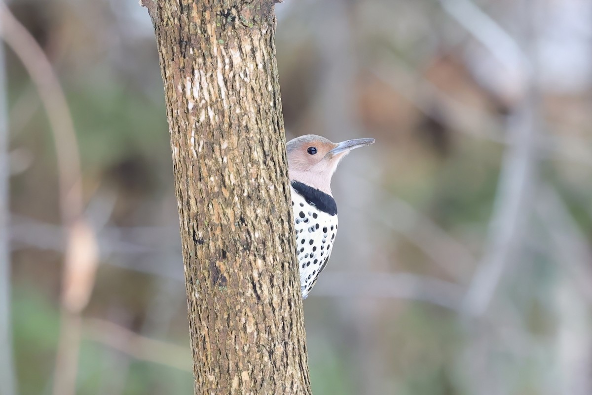 Northern Flicker - ML647189786