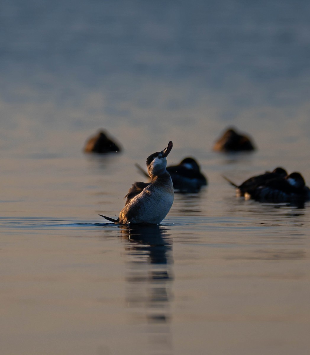 Савка американська - ML647189788