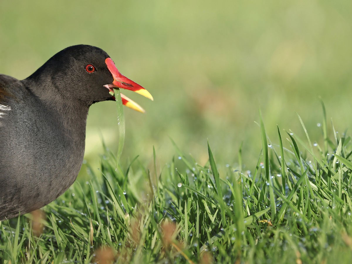 Teichhuhn - ML647189792