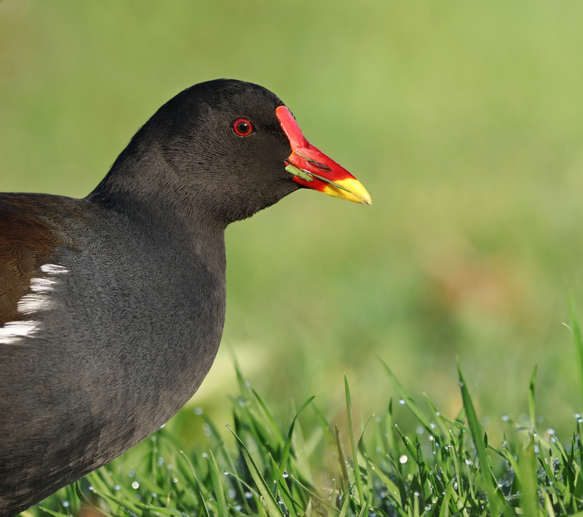 Teichhuhn - ML647189793