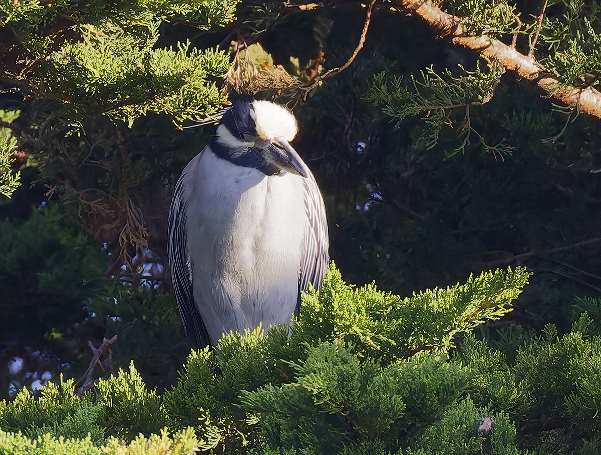 Yellow-crowned Night Heron - ML647189796