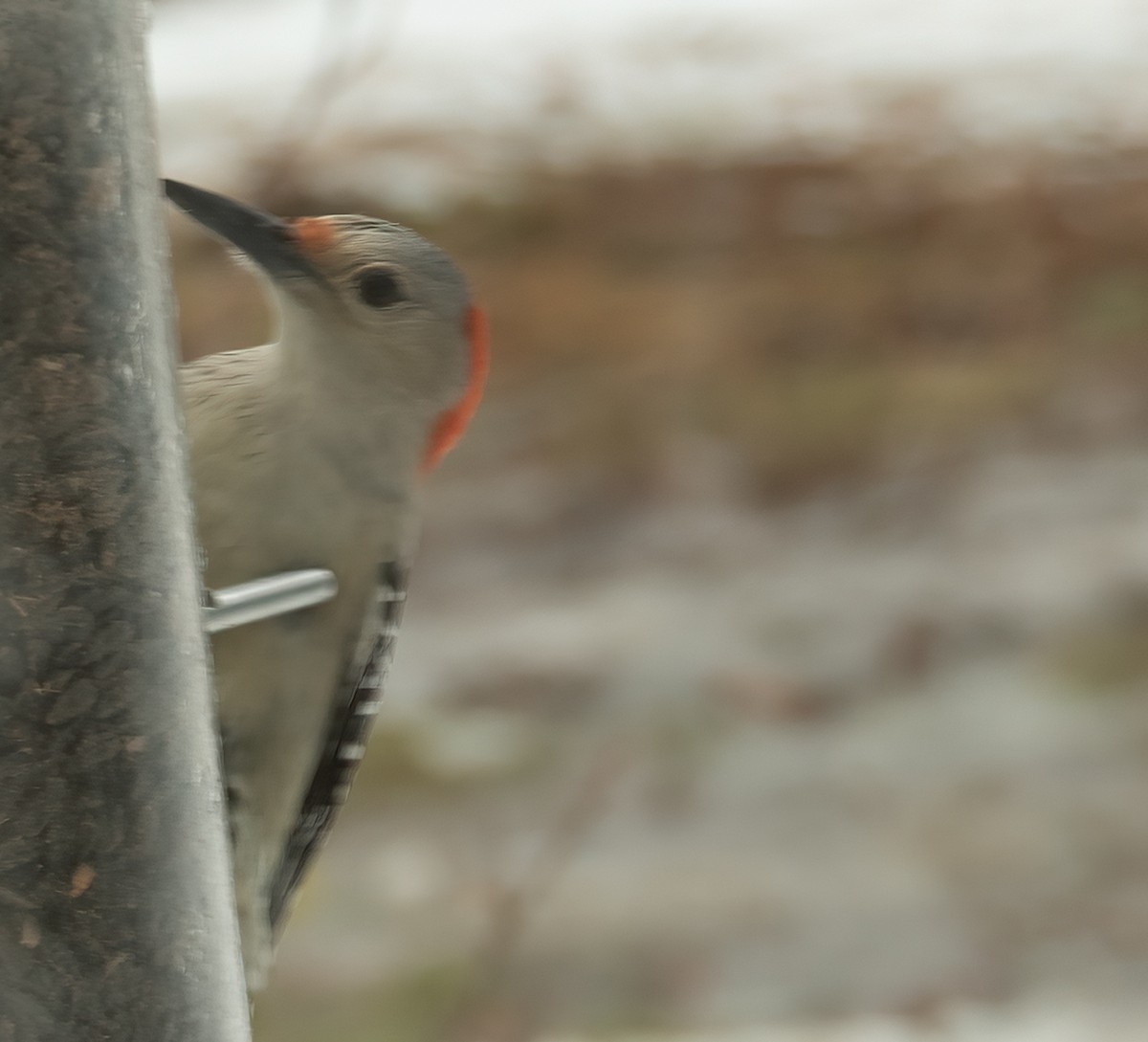 lundspett - ML647189797