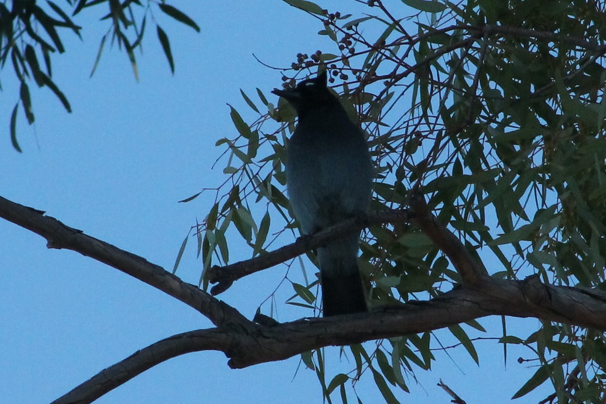 Steller Kargası - ML647189798