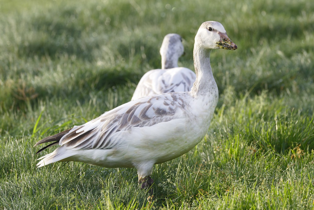 Oca delle nevi - ML647189802