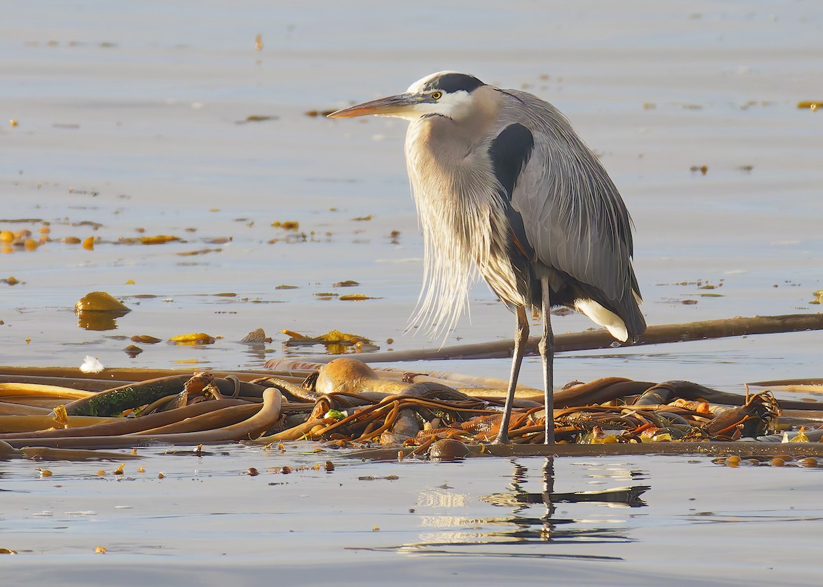 Great Blue Heron - ML647189820