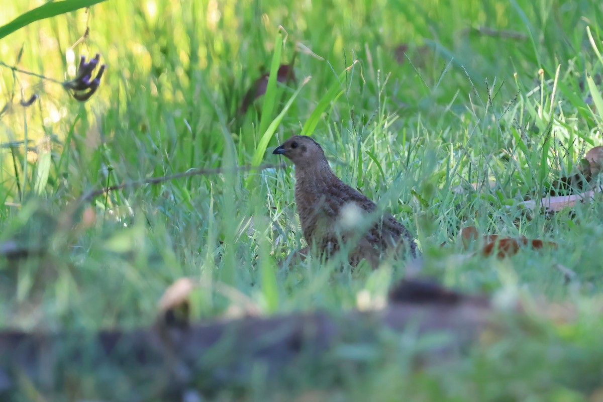 Перепілка бура - ML647189838