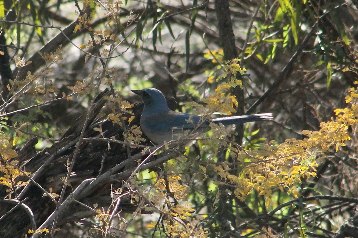 Woodhouse's Scrub-Jay - ML647189839