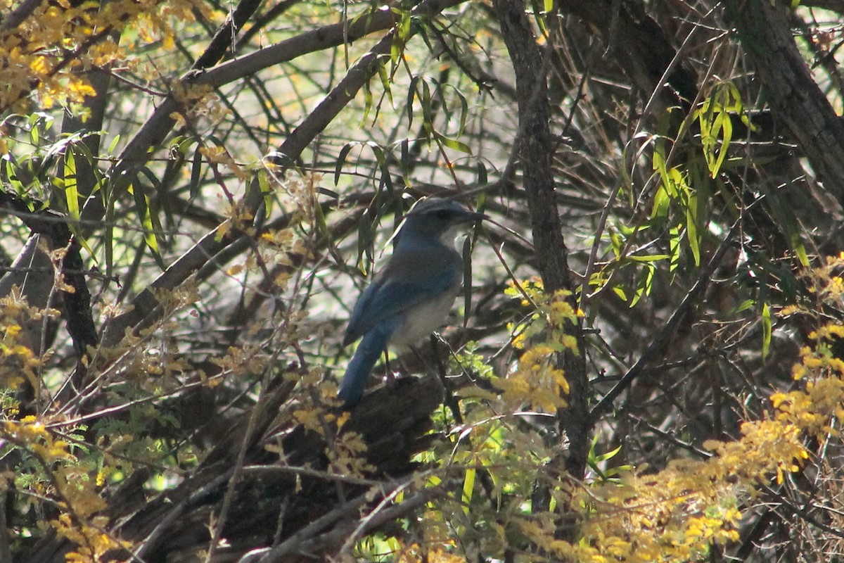 Woodhouse's Scrub-Jay - ML647189840