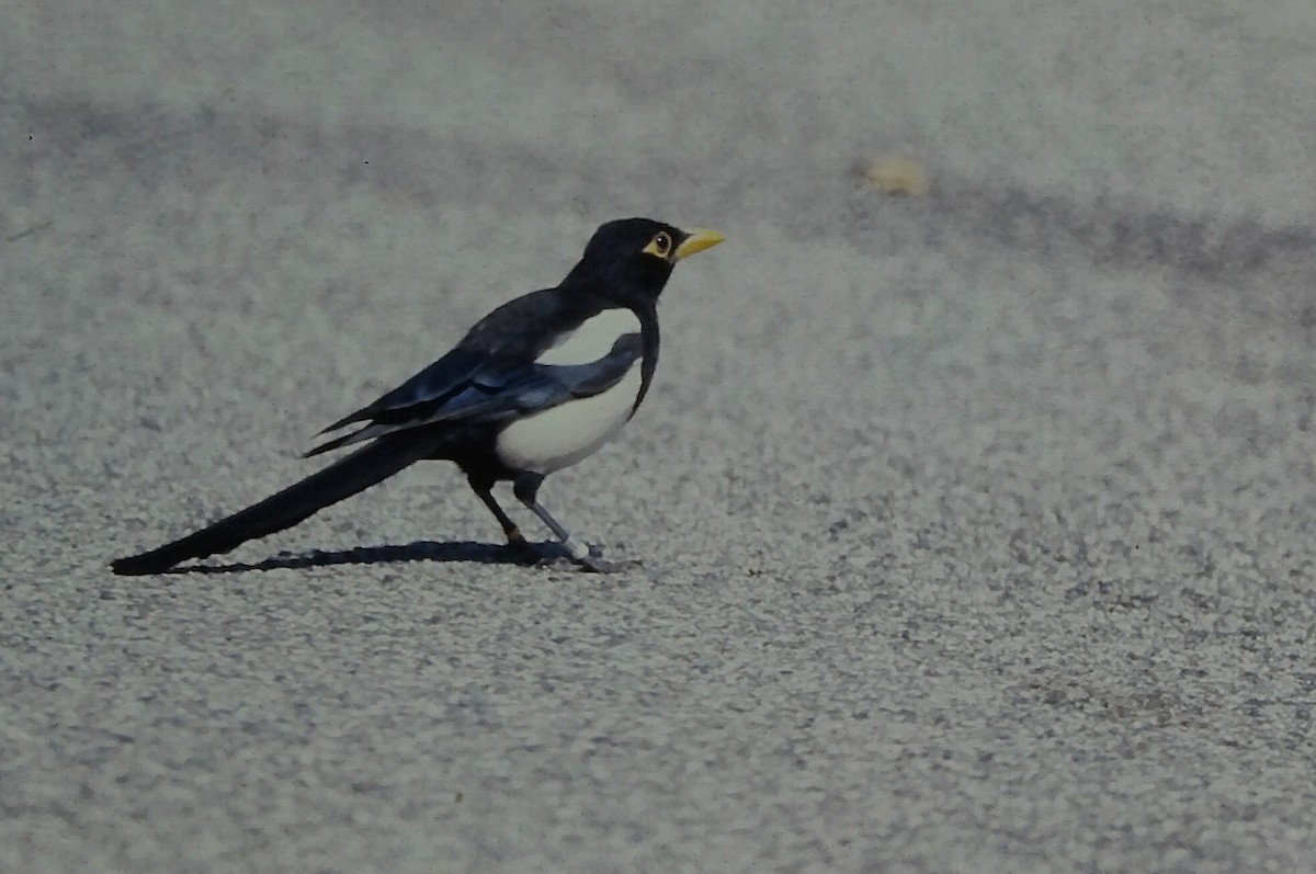 Yellow-billed Magpie - ML647189854