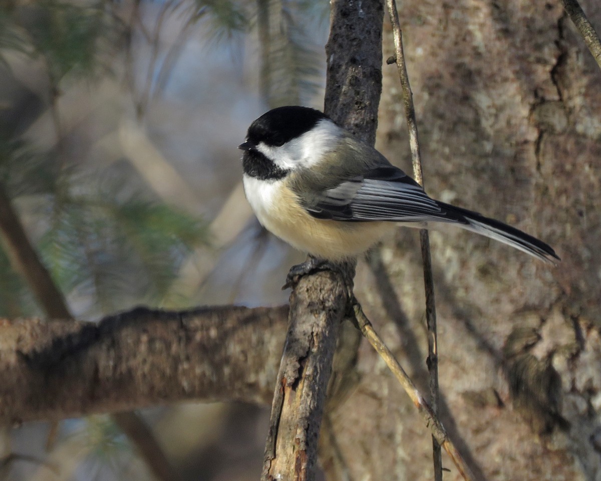 Black-capped Chickadee - ML647189863