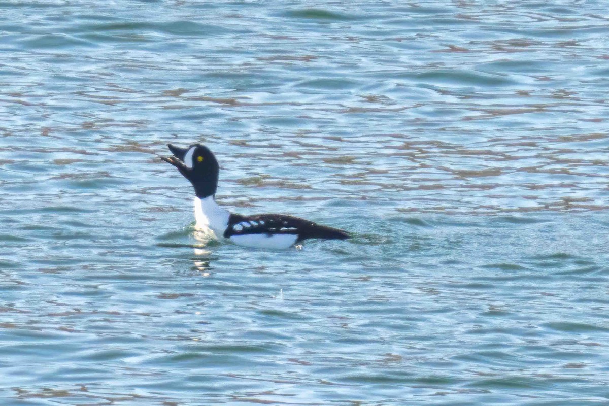 Barrow's Goldeneye - ML647189871