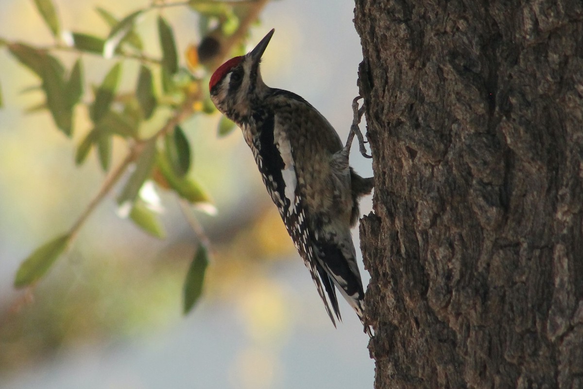 Yellow-bellied Sapsucker - ML647189876