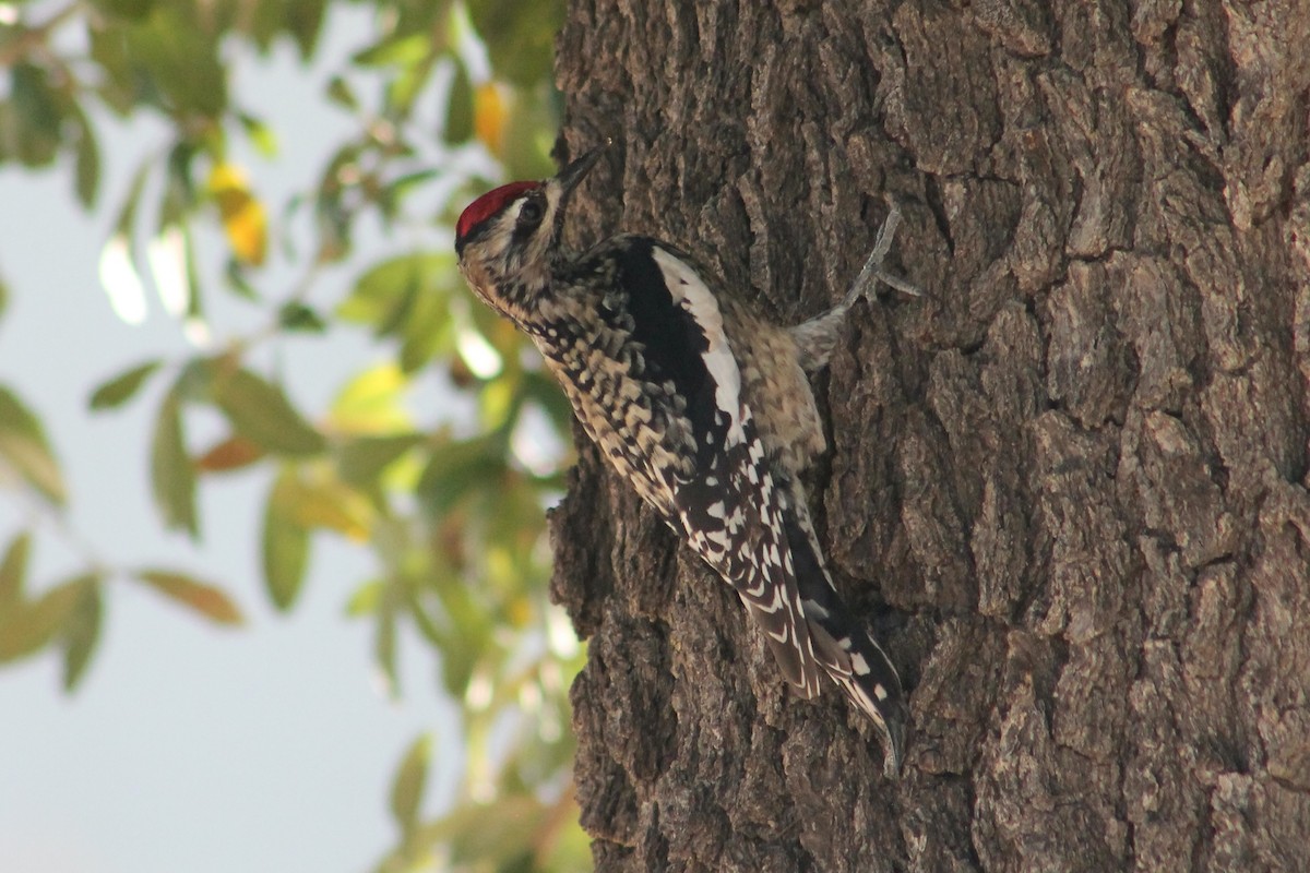 Yellow-bellied Sapsucker - ML647189877