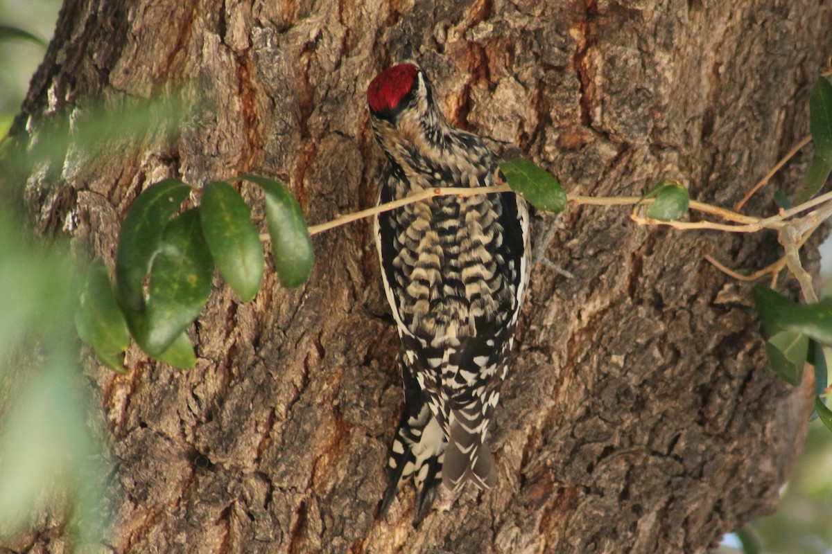 Yellow-bellied Sapsucker - ML647189878