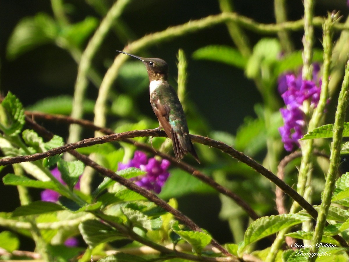 Колібрі рубіновогорлий - ML647189880