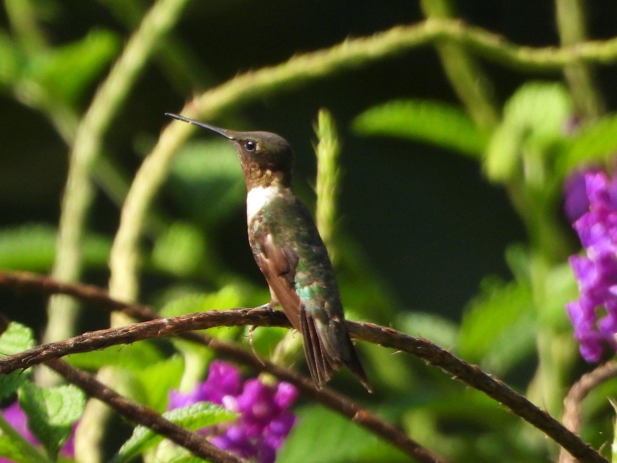 Колібрі рубіновогорлий - ML647189882