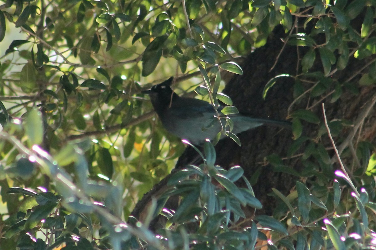 Steller Kargası - ML647189886