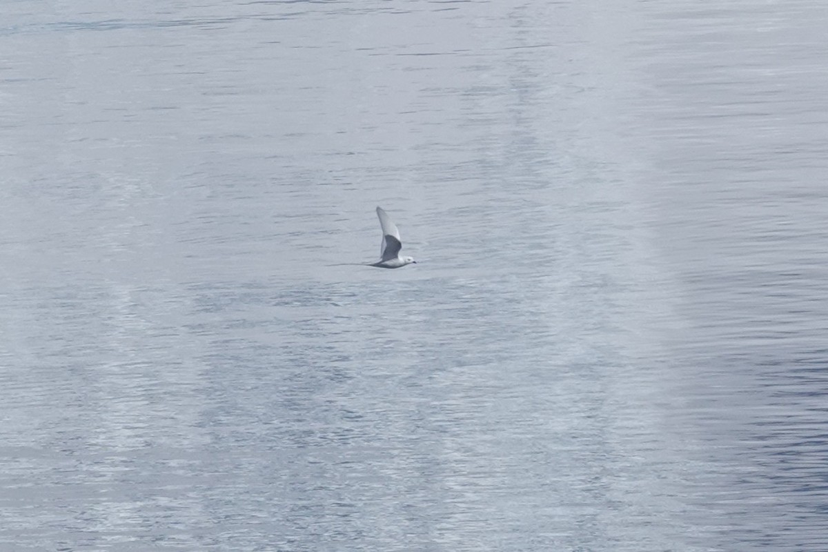 Снежный буревестник - ML647189890