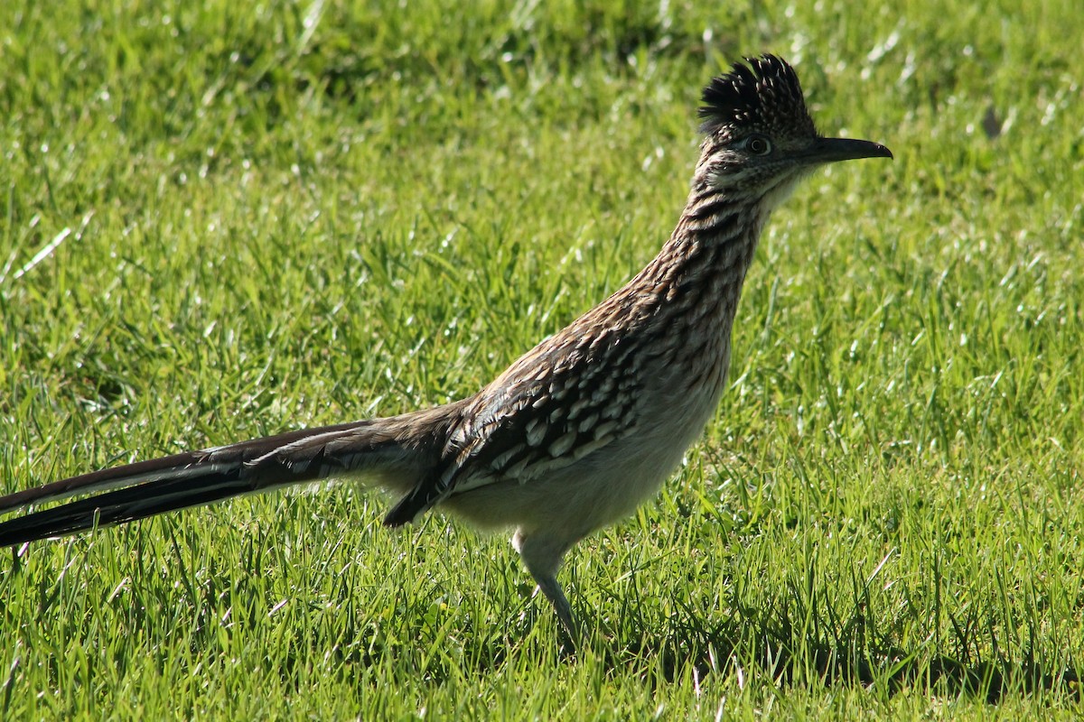 Greater Roadrunner - ML647189891