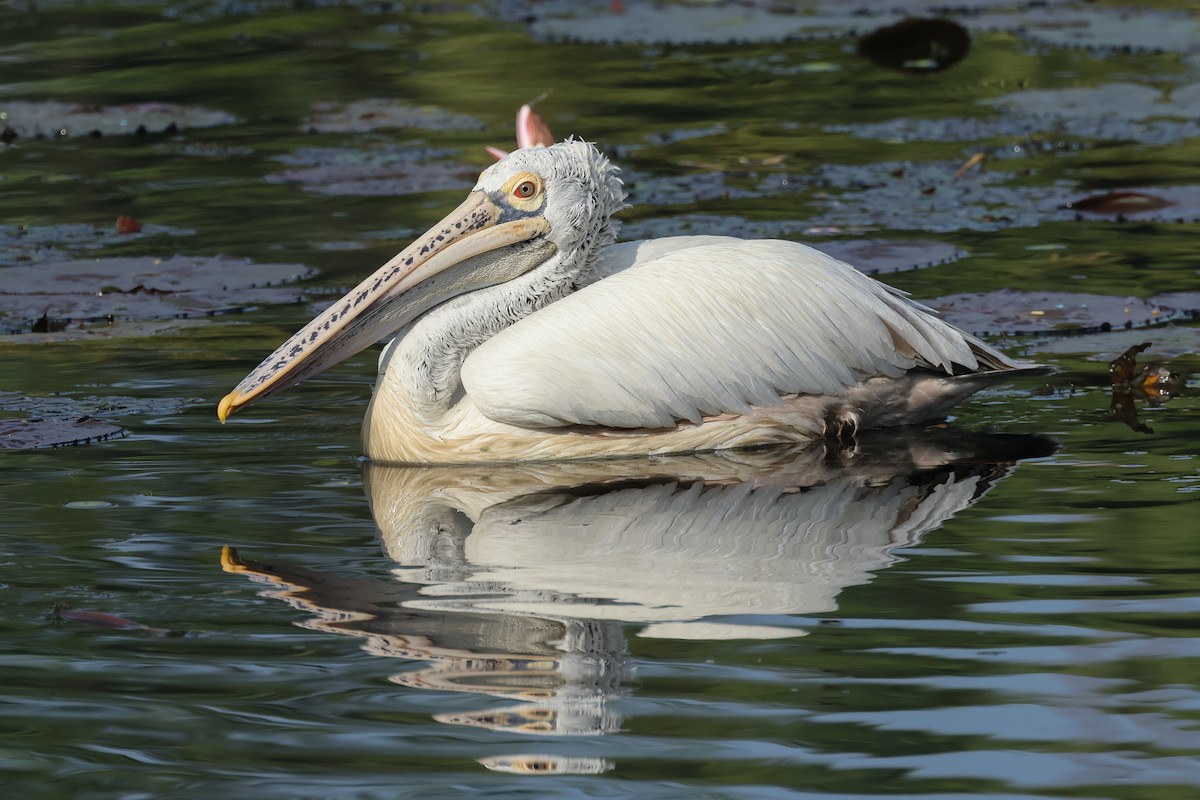 Пестроклювый пеликан - ML647189893