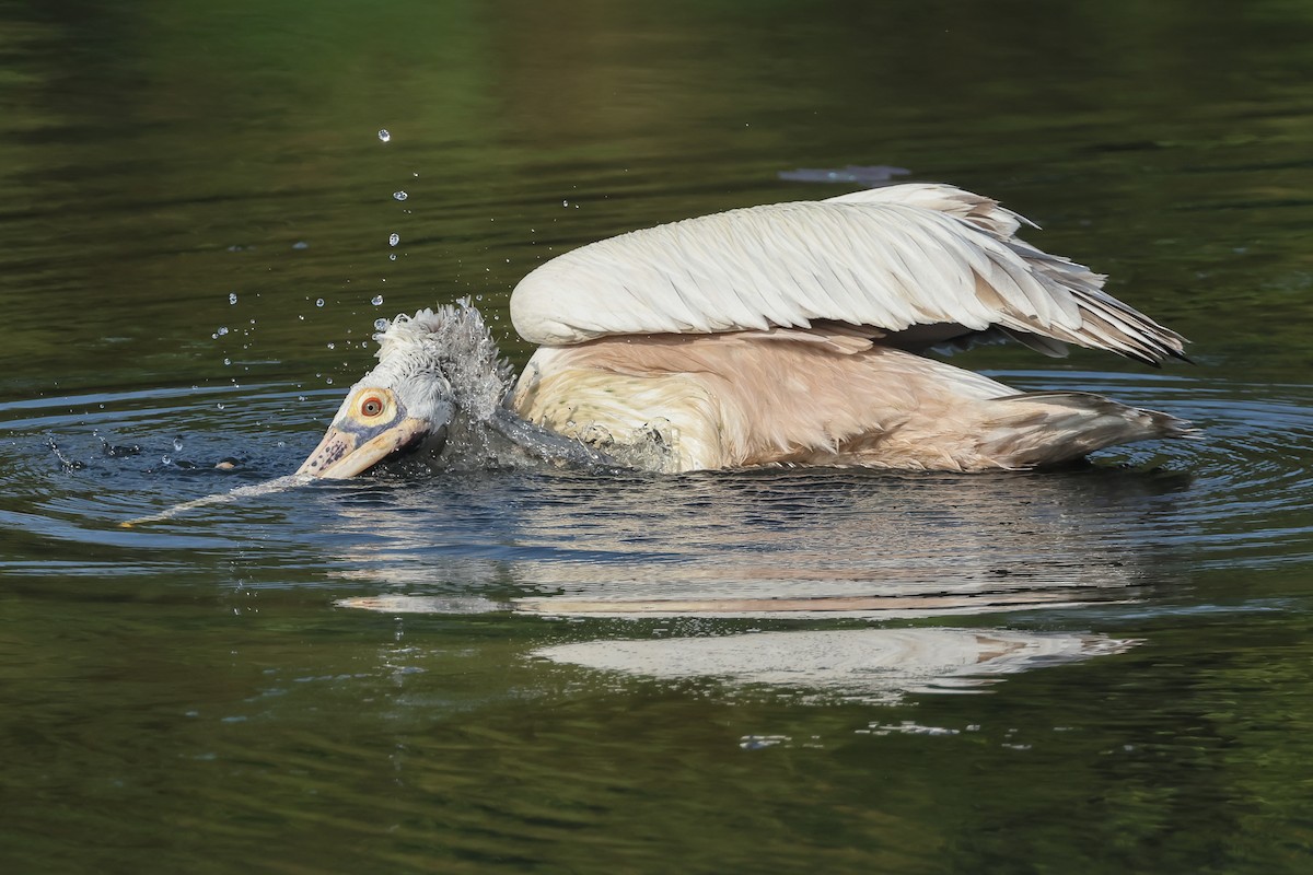 Пестроклювый пеликан - ML647189894