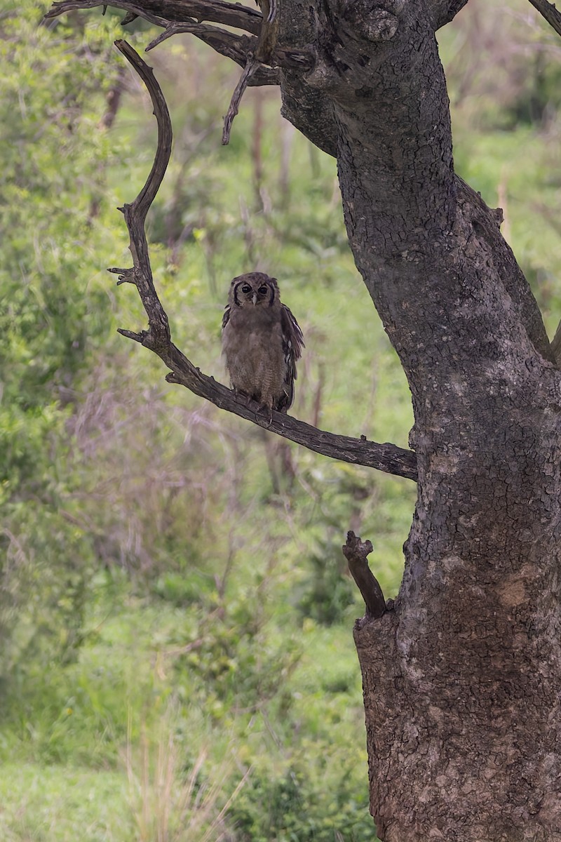 Verreaux's Eagle-Owl - ML647189897