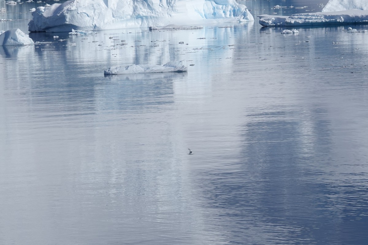 Снежный буревестник - ML647189898