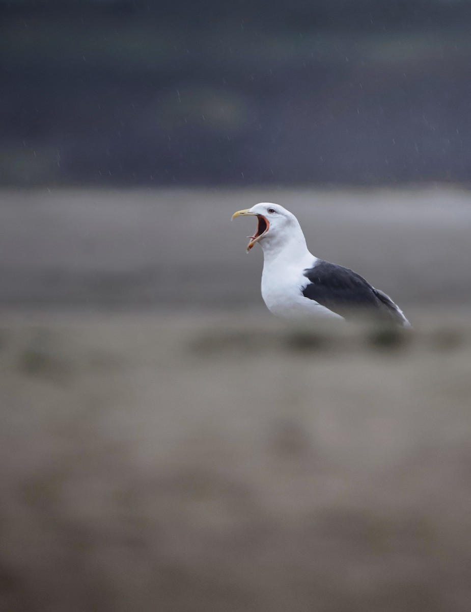 racek mořský - ML647189902