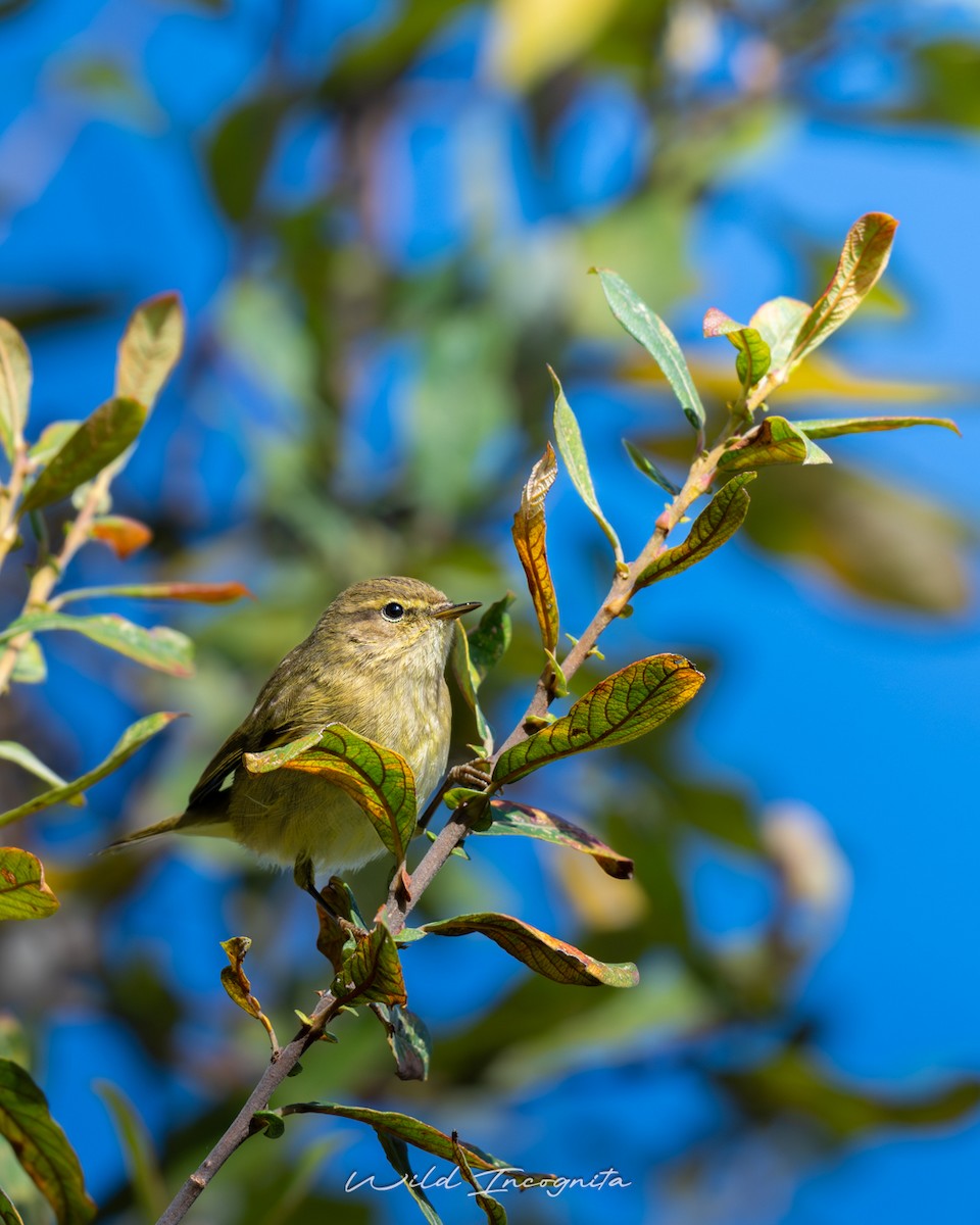 Пеночка-теньковка - ML647189912