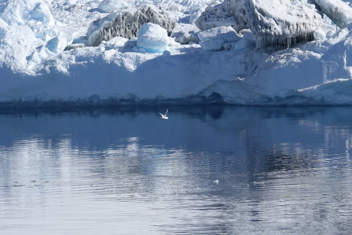 Снежный буревестник - ML647189913